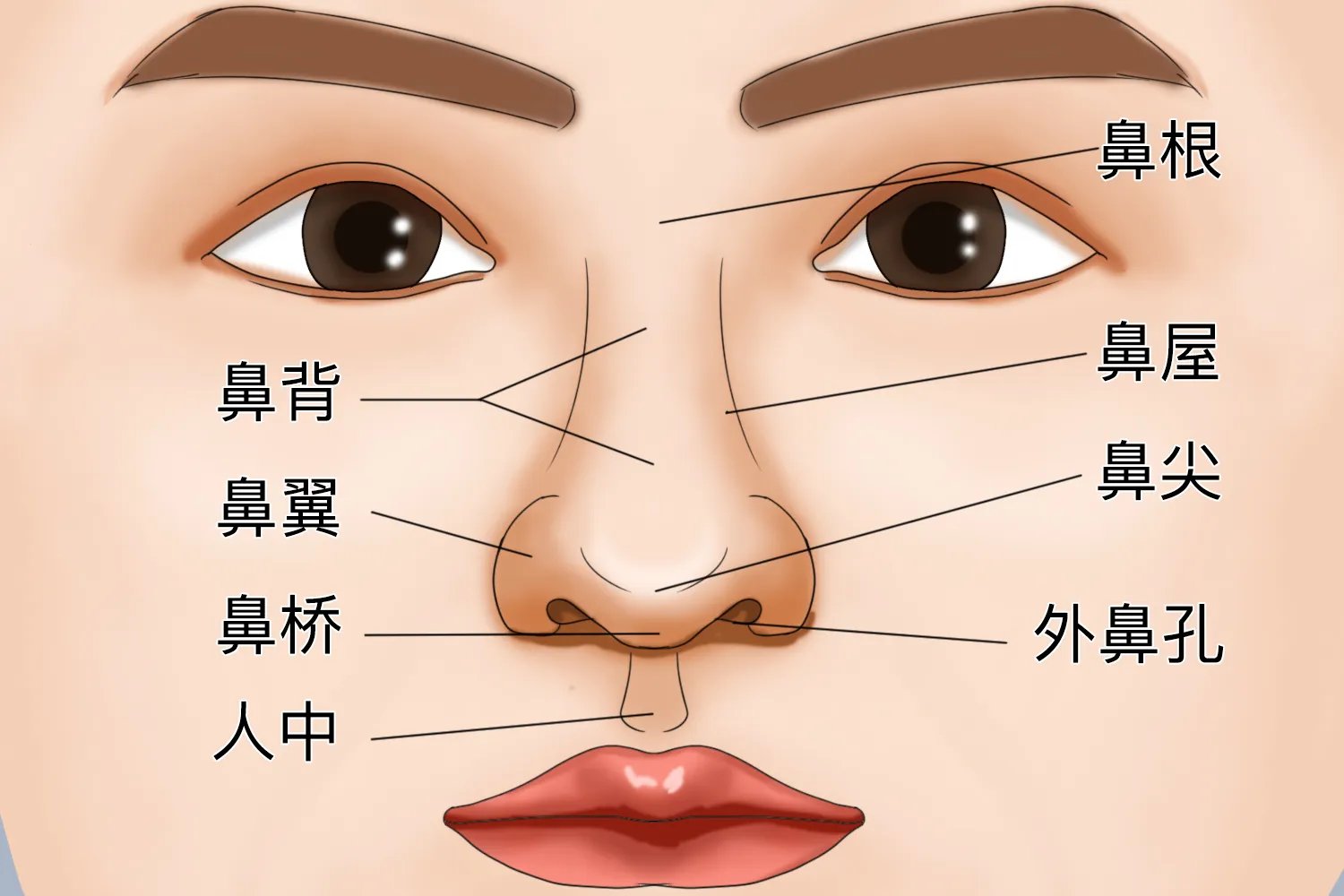 鼻子的结构图
