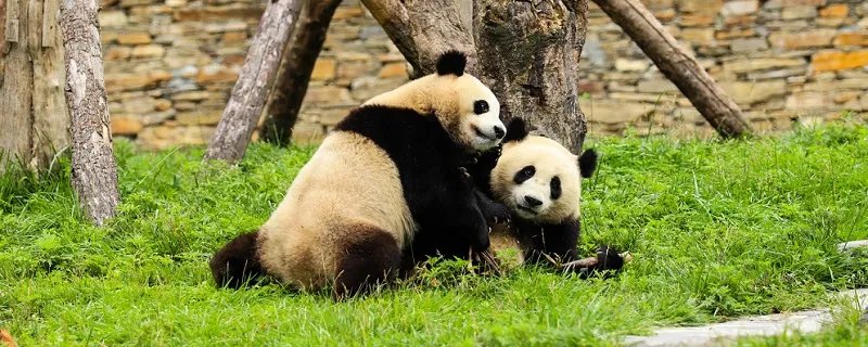 大熊猫为什么被视为中国的国宝 大熊猫为什么是国宝