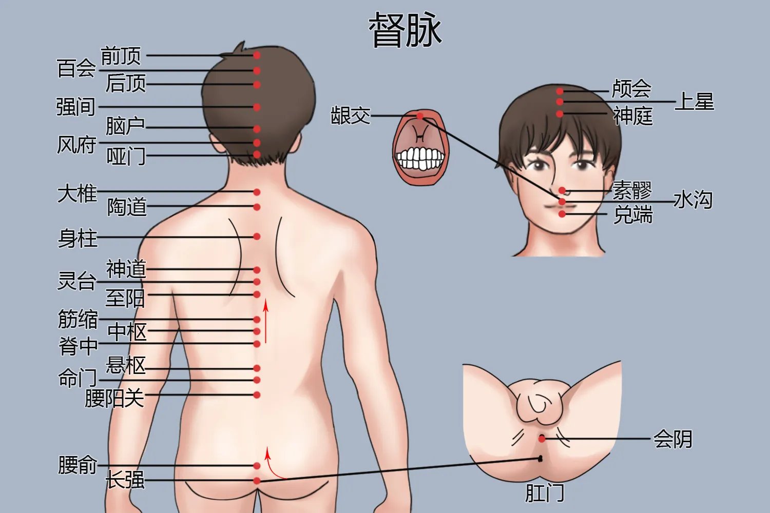 背部经络图片
