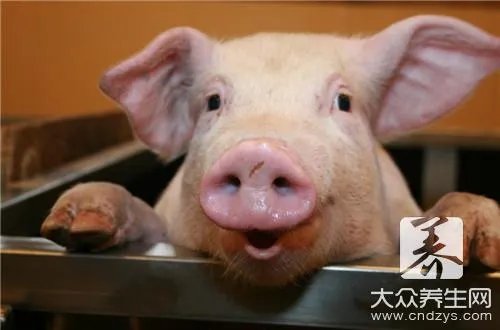 豪猪肉的功效与禁忌