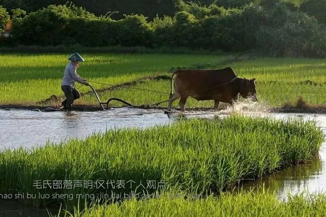 种花椒前景如何?