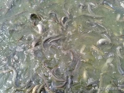 雨后池塘水浑浊怎么处理?