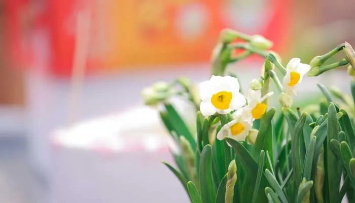 代表友谊的花有哪些 有什么代表友谊的花
