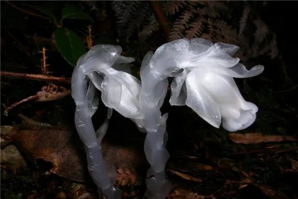世界上最神秘的花排行榜 幽灵兰花上榜第四长相恐怖
