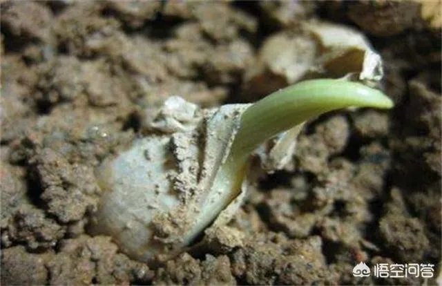 大蒜种植用什么肥料?