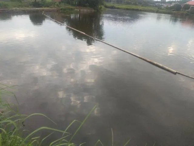 雨后池塘水浑浊怎么处理?