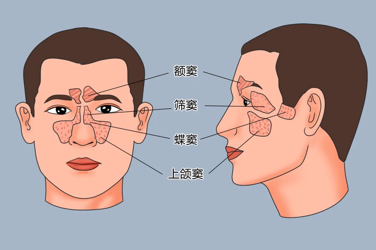 鼻子的结构图