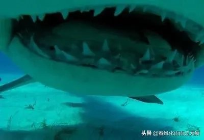 世界上牙齿最多的动物是什么？