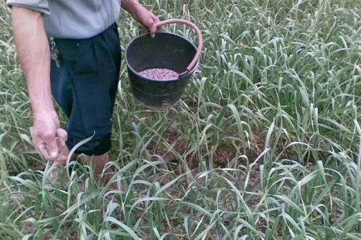 大蒜种植用什么肥料?