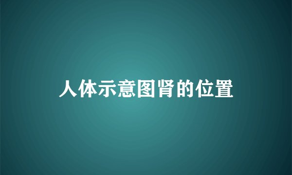 人体示意图肾的位置
