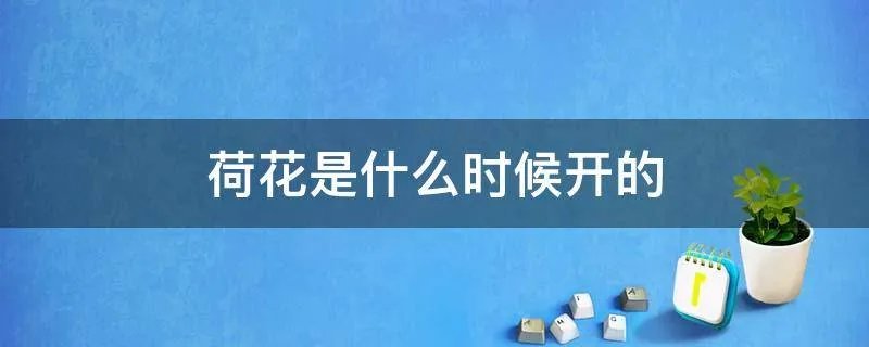 荷花是什么时候开的