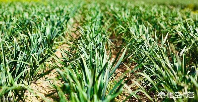 大蒜种植用什么肥料?
