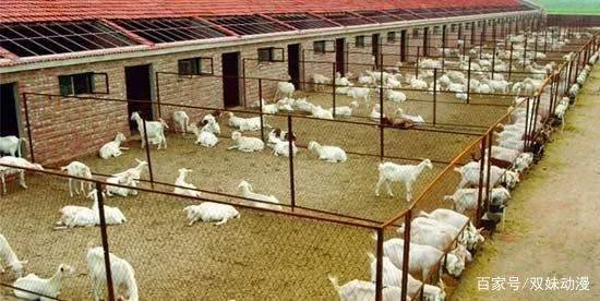 建设一个养羊场,需要做哪些必要的准备?