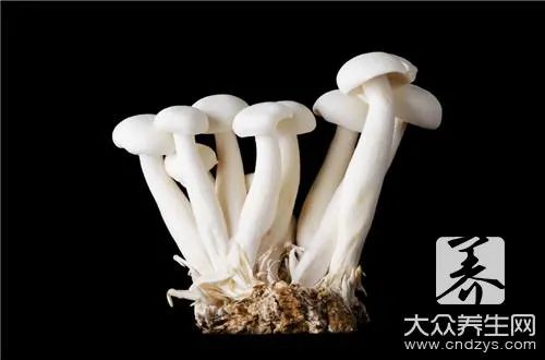 虎奶菇是什么