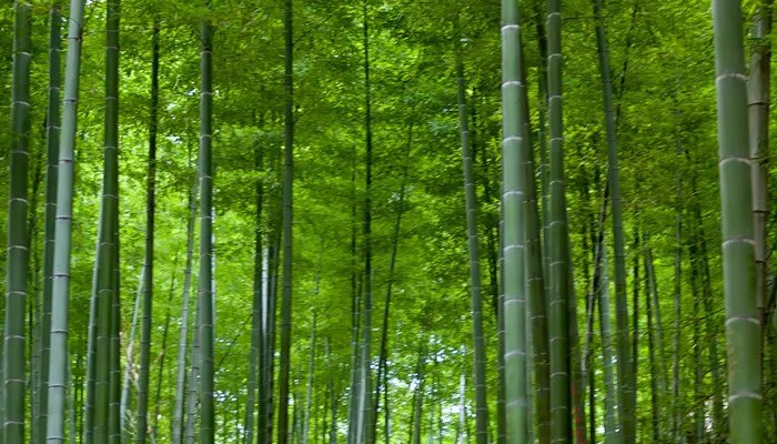 岁寒三友是指什么 岁寒三友是指什么意思