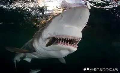 世界上牙齿最多的动物是什么？