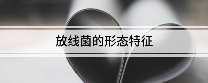 放线菌的形态特征
