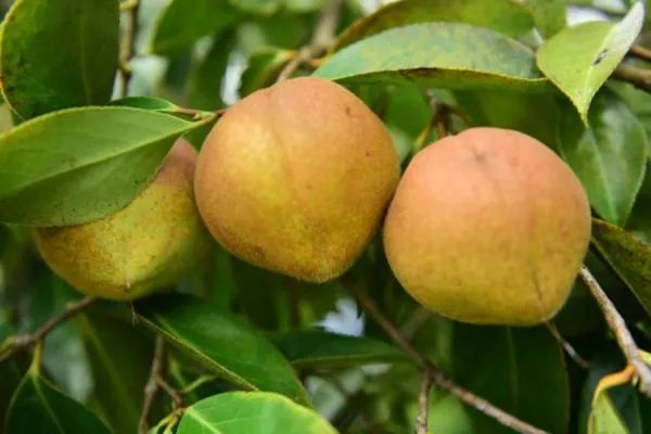 油茶树盛产期单株的产量大概是多少斤?