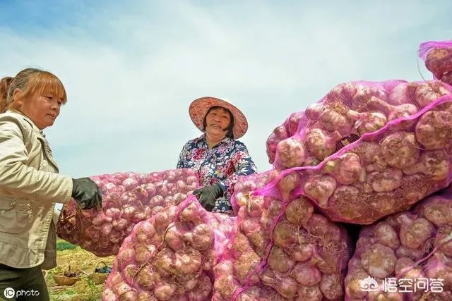 大蒜种植用什么肥料?