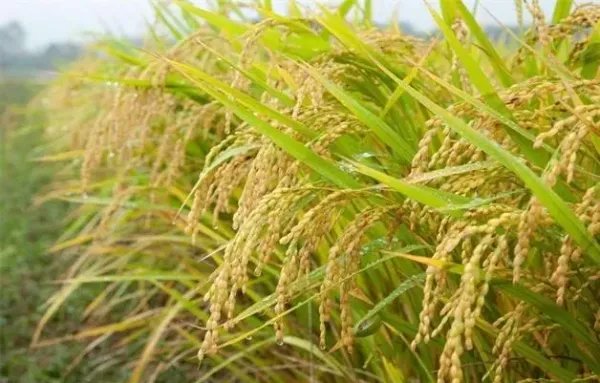 今年全国夏粮总产量2948亿斤,喜获丰收,哪些地区的粮食产量最高?