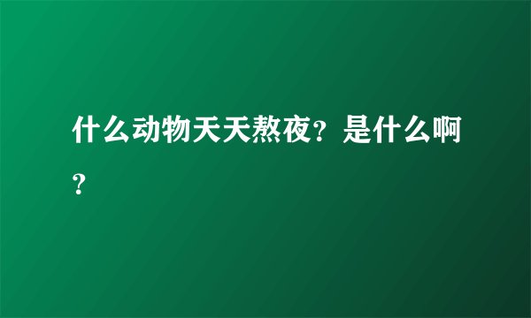 什么动物天天熬夜？是什么啊？