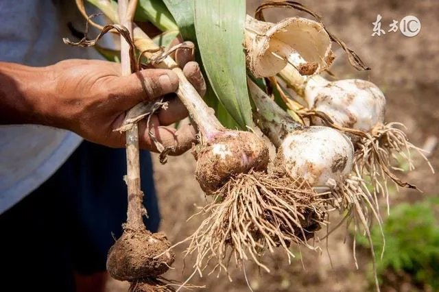 大蒜种植用什么肥料?