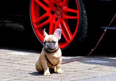 冻干人用狂犬病疫苗