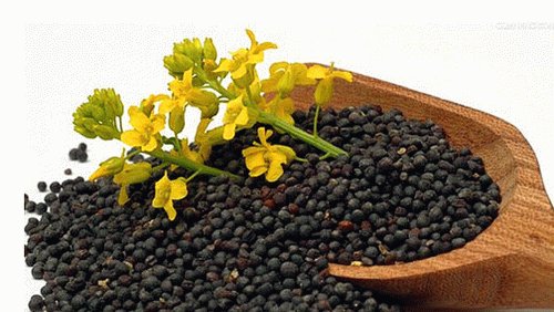 今年湖北油菜籽收的价格大概多少？