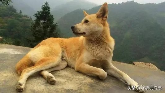 农业农村部征求意见:狗为伴侣动物拟禁食。你怎么看?