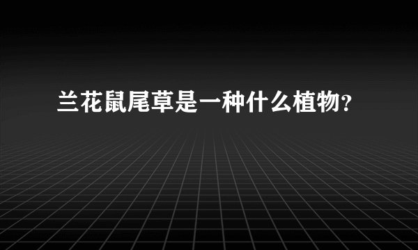 兰花鼠尾草是一种什么植物？