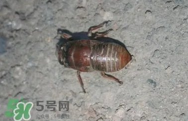 幼蝉猴怎么做好吃?幼蝉猴有什么营养价值