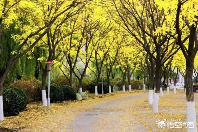 位于淄博的山东理工大学好不好,是一所什么档次的大学?