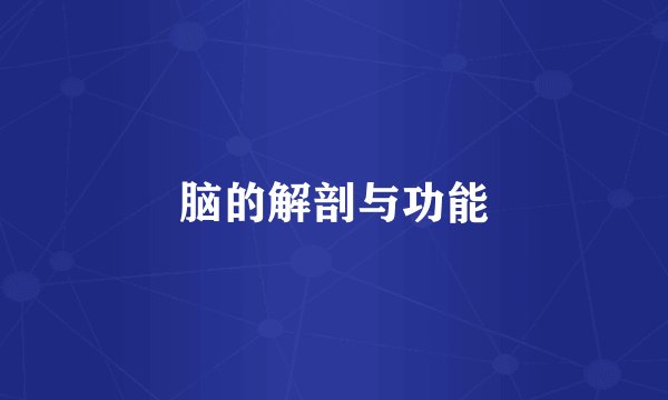 脑的解剖与功能