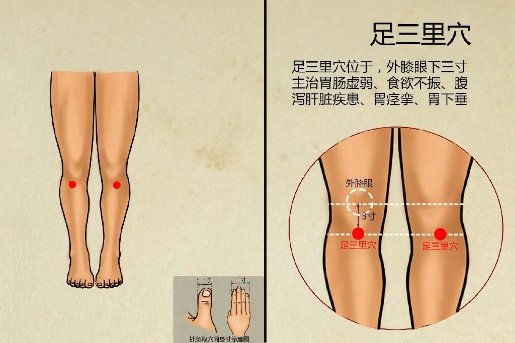 足三里的位置与作用和功效