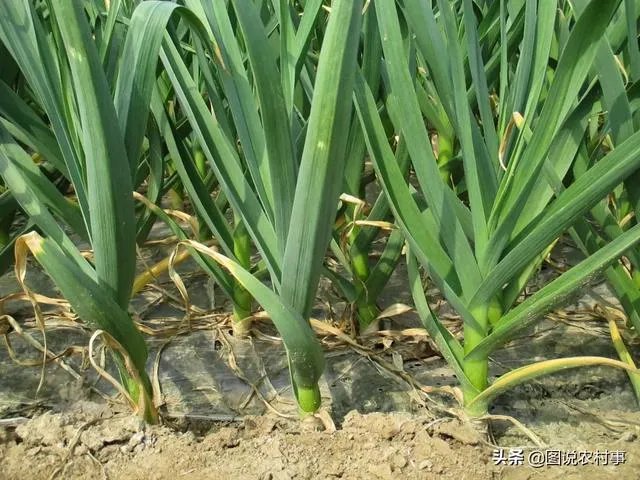 大蒜种植用什么肥料?