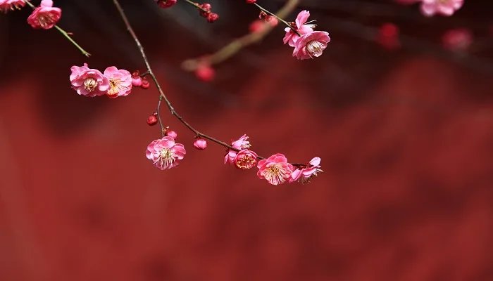 岁寒三友是指什么 岁寒三友是指什么意思