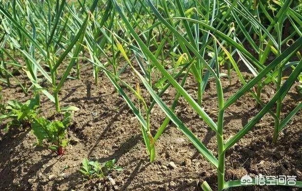 大蒜种植用什么肥料?