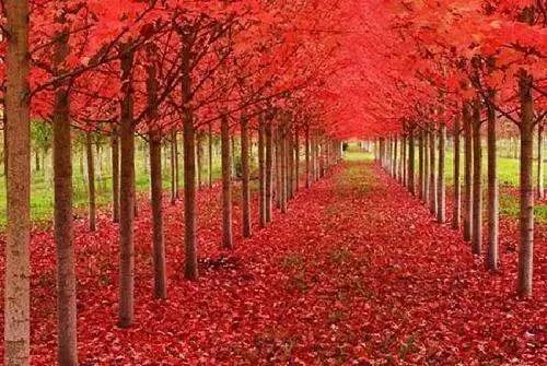 autumn是什么意思