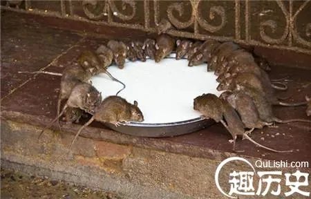 老鼠最大有多重?明朝发现一只大老鼠重达30斤