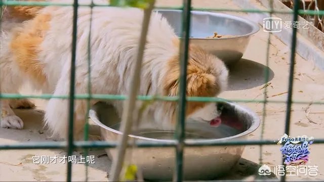 邓莎家的大麟子你们喜欢吗?
