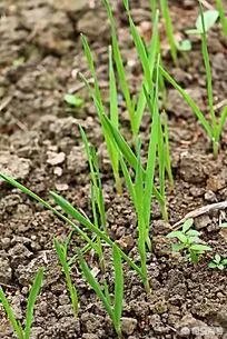 大蒜种植用什么肥料?