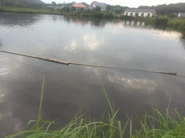 雨后池塘水浑浊怎么处理?