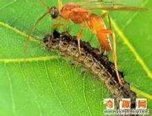 僵尸毛虫特征