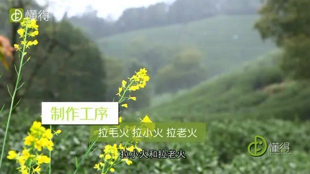 六安瓜片是什么茶