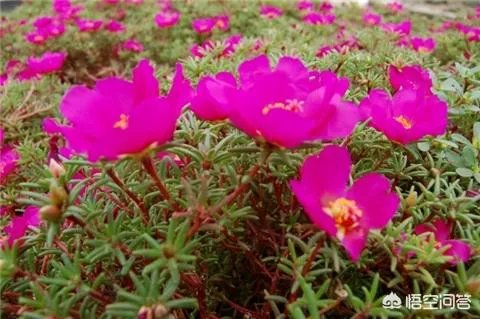一年生花卉有哪些?