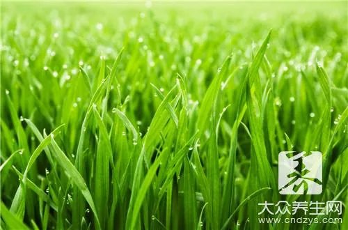 常见的桑树叶,药用功能这么多