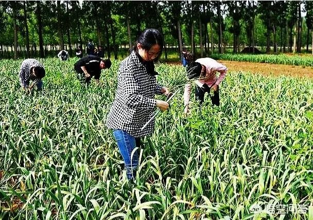 大蒜种植用什么肥料?