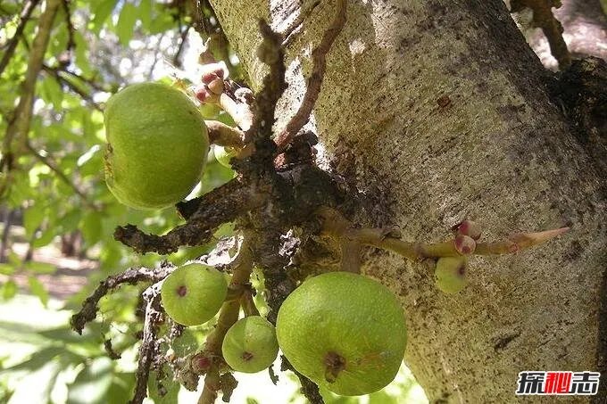 世界上最稀有的花:优昙婆罗花3000年开花(无根无茎)