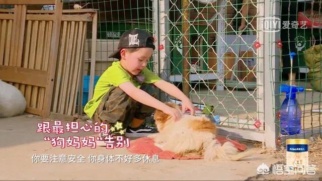 邓莎家的大麟子你们喜欢吗?