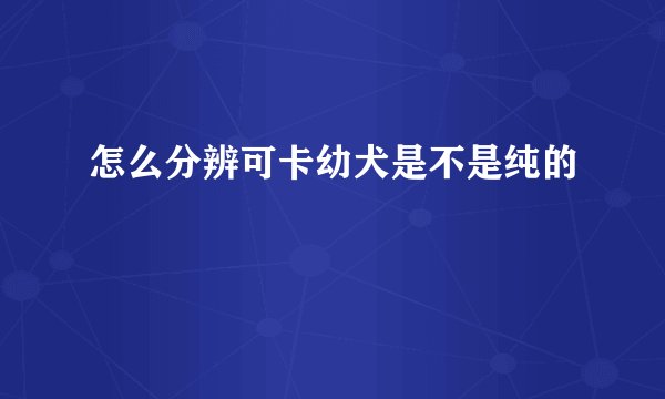 怎么分辨可卡幼犬是不是纯的